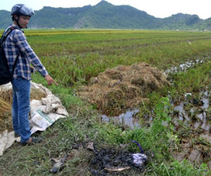 Sét đánh chết 4 nông dân trên đồng