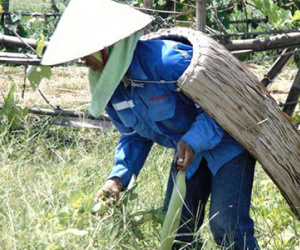 Nông dân mặc áo tơi chống nóng 40 độ C