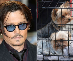 Johnny Depp có thể ngồi tù vì chó cưng