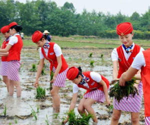 Nữ tiếp viên hàng không mặc váy cấy lúa