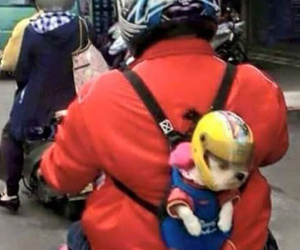 Giới trẻ rộ mốt địu thú cưng đi dạo