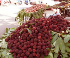 Quả thanh mai gây sốt: Từ Trung Quốc tràn sang thôi...
