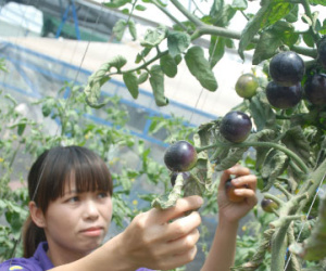 Cơn sốt cà chua đen ở Đà Lạt