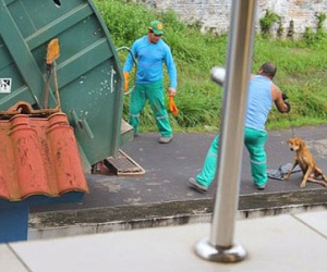Công nhân vệ sinh bị sa thải vì ném chó còn sống vào xe ép rác