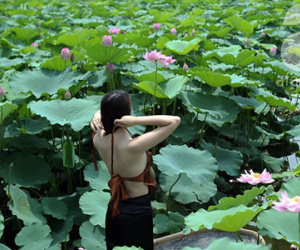 Nắng nóng, hồ sen vẫn đông nghịt "áo yếm lưng trần"