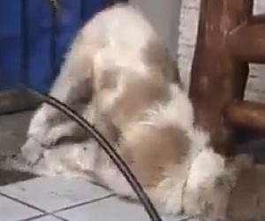 Phẫn nộ cô gái trẻ hả hê dùng đèn khò để đốt chú chó tội nghiệp