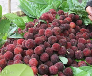 Thanh mai Trung Quốc “mê hoặc” dân Hà thành