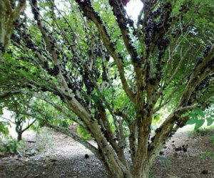 Chơi cây trăm triệu: Chuyện dở khóc, dở cười của các đại gia