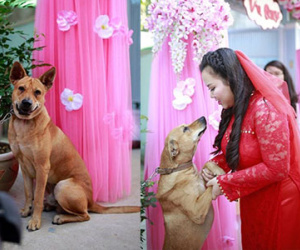 Chú chó khóc ướt mắt khi cô chủ "theo chồng về dinh"