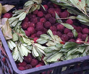 Hà Thành hớ nặng: Thanh mai Trung Quốc 8 ngàn bán 200 ngàn/kg
