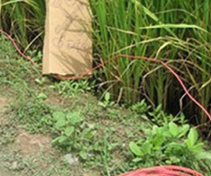 Bẫy chuột bằng điện bị điện giật chết