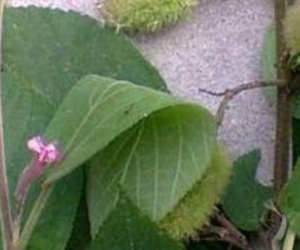 Sự thật loại thảo dược chữa được ung thư gan, kể cả thời kỳ cuối