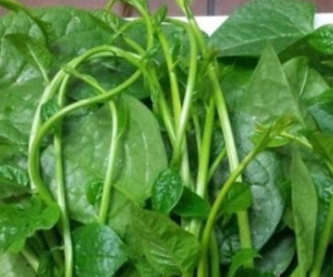 6 loại rau không nên ăn nhiều vào mùa hè vì rất hại
