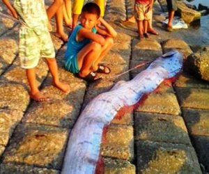 "Cá động đất" dài 3,5 m trôi dạt vào bờ biển Hà Tĩnh