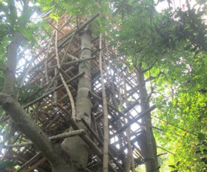 Cụ ông 92 tuổi cất "nhà 9 tầng" trên cây