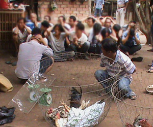 Cảnh sát đột kích sới gà, thu giữ gần 500 triệu