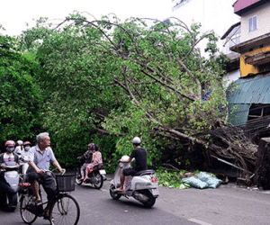 Chuyên gia lý giải việc 1.300 cây đổ trong cơn dông