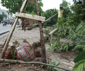 Hà Nội lên tiếng vụ "cây trồng cả bầu lộ sau dông"