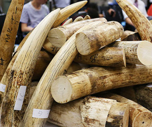 Pháp tịch thu hơn 100 kg ngà voi buôn lậu về Việt Nam