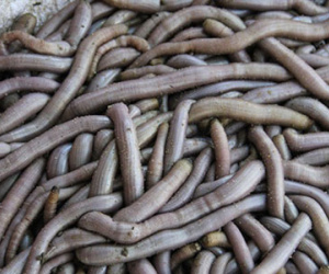 Săn "thần dược" cường dương bán cho Trung Quốc