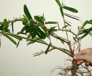 Sự thật về cây xáo tam phân có thể chữa được 5 loại bệnh ung thư