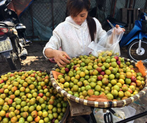 Mận Tàu đột lốt Sapa: Hà thành đua nhau ăn quả lừa