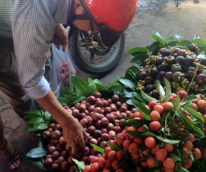 Đầu cơ mận "giết sâu bọ" chờ Đoan Ngọ hét giá trên trời