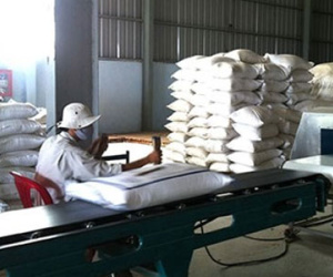 Gạo Việt tắc đầu ra vì phụ thuộc Trung Quốc