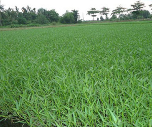 “Tắm” hóa chất cho rau muống: Thu hoạch ngay sau khi phun thuốc