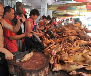Clip: Trung Quốc giết hàng nghìn con chó lấy thịt trong lễ hội gây phẫn nộ