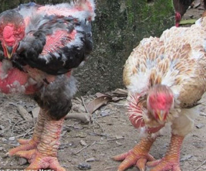"Gà rồng" Việt Nam 50 triệu/cặp gây sốc báo Anh