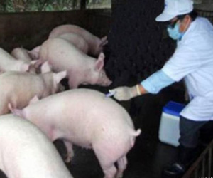Dịch lở mồm long móng bùng phát ở Quảng Nam