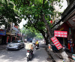 Hàng loạt cây dọa đổ, chồi rễ trên đường phố