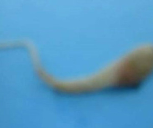 Sự thật rắn con ngoe nguẩy sống trong quả trứng gà