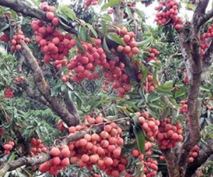 Thương lái TQ giàu to nhờ vải thiều mọc từ thân của Việt Nam