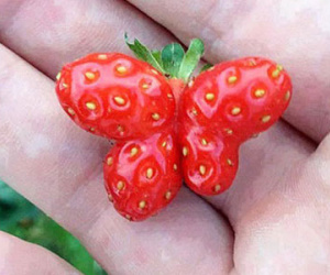 Chiêm ngưỡng 22 loại rau củ với hình dáng tới từ hành tinh khác