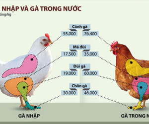 Gà Việt phát hoảng với đùi gà Mỹ chưa tới 20.000 đồng/kg