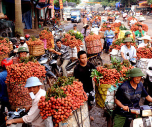 Thương lái Trung Quốc ngừng mua, vải thiều rớt giá thê thảm