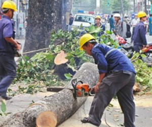 Hà Nội thừa nhận nóng vội trong việc thay thế cây xanh