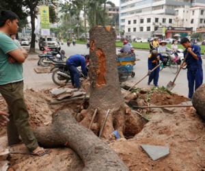Hà Nội "đã nghiêm túc rút kinh nghiệm" vụ thay thế cây xanh