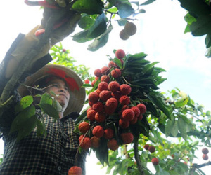 Thương lái Trung Quốc trở lại thu mua vải thiều