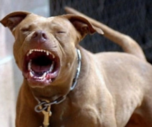 Chó pitbull hung dữ cắn chết một bé trai 6 tuổi ngay tại chỗ