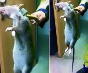 Choáng váng với chuột siêu khủng lớn như mèo ở Anh