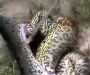 Hình ảnh kinh hoàng: Xác trăn nằm trong bụng một con trăn khác