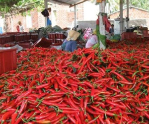 Những lời khuyên thú vị đến từ câu chuyện "Ớt có cay không"?