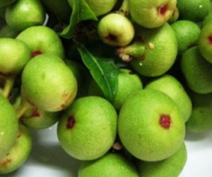 Tại sao quả sung là quà quý trời ban cho sức khỏe?