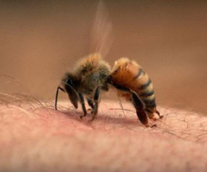 Dượng trói cháu vào cây cho ong đốt