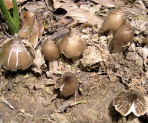 Nấm mối 1 triệu/kg: Mỗi năm 1 lần, tranh nhau ăn vội