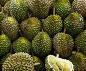 Sầu riêng tăng giá gấp đôi