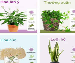 Các loại cây cảnh đẹp dễ trồng trong nhà